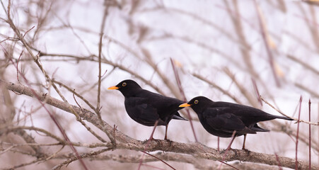 Wall Mural - A pair of blackbirds among the branches