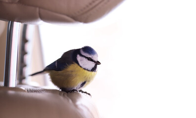 Wall Mural - On a cold day, a little blue tit flew into an open car and sat down in the driver's seat...