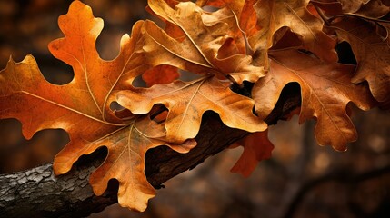 nature oak leaves