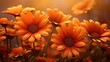 petals orange flowers