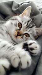 Adorable tabby kitten lounging on a soft blanket