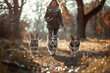 photo of a young cheerful dog walker, blue merle and sable corgi walking in the park, sunny day, hobby concept
