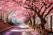 A charming street adorned with blooming cherry blossoms in spring, creating a picturesque scene of natural beauty and seasonal renewal.