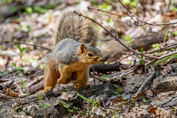 Wall Mural - A fox squirrel (Sciurus niger)  in the forest in the Spring in Michigan, USA.