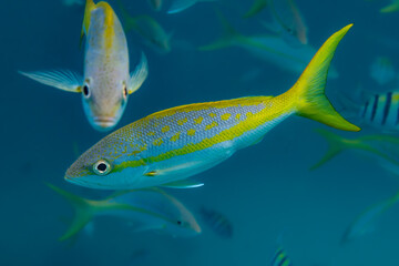 Wall Mural - Two Yellowtail Snappers (Ocyurus chrysurus) swimming underwater with other fish in the background at Sombrero Reef near Marathon Key in Florida, USA.