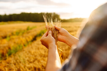 Wall Mural - Wheat quality check. Farmer with ears of wheat in a wheat field. Harvesting. Agribusiness. Gardening concept.