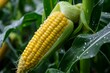 Mazorca de maíz fresca en su planta colgando