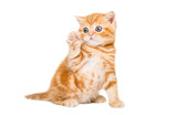 Fototapeta Zwierzęta - Charming red kitten Scottish Straight sitting with raised paw isolated on white background