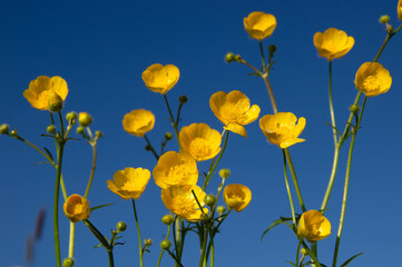 Canvas Print - Yellow wildflowers against a background