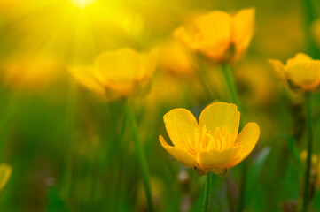 Wall Mural - Spring yellow flowers on a field