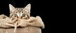 Cat in a sack on a black background, kitty in a burlap sack. The cat plays hide and seek in a sack