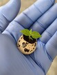 plant in a hand in egg