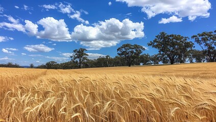 Wall Mural - golden fields: capturing the beauty of summer harvest in rural landscapes