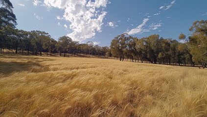 Wall Mural - golden fields: capturing the beauty of summer harvest in rural landscapes
