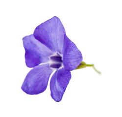 Sticker - Blue flower isolated on white background.