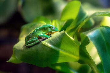 Wall Mural - Burmeister's Leaf Frog (Phyllomedusa burmeisteri)