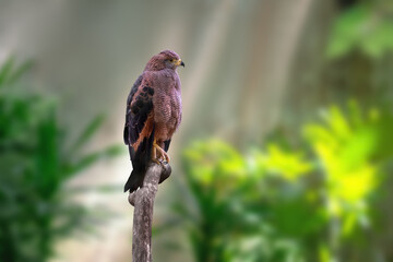 Wall Mural - Savanna Hawk (Heterospizias meridionalis) - Bird of Prey