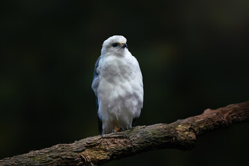 Sticker - Mantled Hawk (Pseudastur polionotus) - Bird of Prey