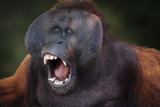 Fototapeta  - Male Bornean Orangutan (Pongo pygmaeus) - Great Ape with open mouth