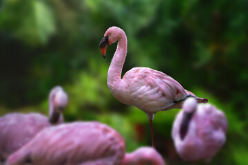 Sticker - Lesser Flamingo bird (Phoeniconaias minor)