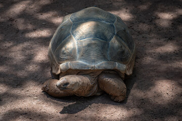 Wall Mural - Aldabra Giant Tortoise (Aldabrachelys gigantea)