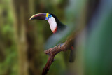Fototapeta Las - White-throated Toucan bird (Ramphastos tucanus)