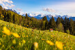 Allgäu - Frühling - Stadel - Blumen - Berge - Alpen