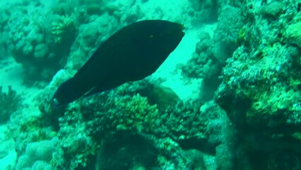 Wall Mural - red sea coral reef and  parrotfish