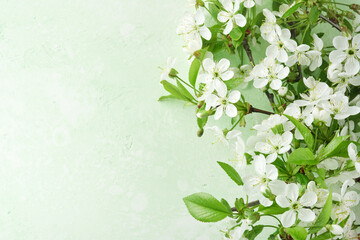 Wall Mural - Spring Easter background. Passover blooming white apple or cherry blossom on green background. Happy Passover background. World environment day. Easter, Birthday, womens day holiday. Top view Mock up.