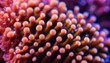 This is a macro photograph of soft zoanthid coral polyps showing contrasting colors
