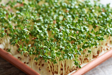 Wall Mural - Fresh garden cress sprouts or microgreens