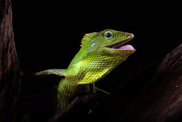 Wall Mural - Maned forest lizard in black background	