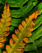 © Travel 'n' Lifestyle - View of an Intertwined fern fronds, DJ Wilcox Natural Area, Fort Pierce, Florida, United States.
