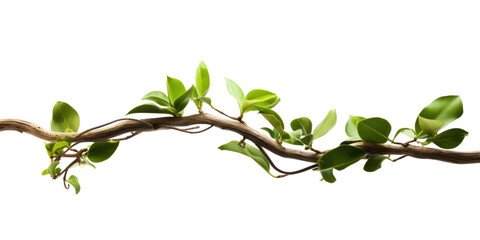 close up of twisted jungle branch with growing plant isolated on transparent background.