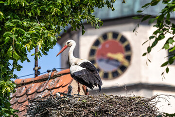 Wall Mural - European white Stork, Ciconia ciconia with small babies on the nest in Oettingen, Swabia, Bavaria, Germany, Europe