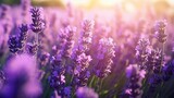 Fototapeta Lawenda - Beautiful blooming lavender flowers in the field landscape with soft bokeh sunset.