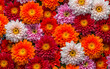  a floral wall background adorned with stunning red, orange, pink, purple, green, and white chrysanthemum flowers, generative ai