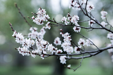 Wall Mural - Blooming almond