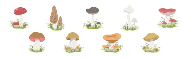 Wall Mural - Forest Mushroom with Stem and Cap Growing in Grass Vector Set