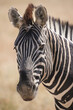 portrait picture of a zebra in Etosha NP