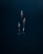 © AmazingAerialAgency - Aerial view of dolphins swimming peacefully in the dark blue ocean, Primorje-Gorski Kotar, Croatia.
