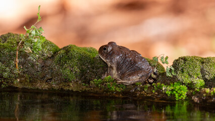Wall Mural - A Red Spotted Toad sits on the moss at the edge of the water at a natural spring in the desert of Southern Utah, USA with the red color of the native sandstone in the background.