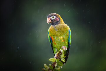 Wall Mural - Medium-sized, rather chunky parrot of humid tropical lowlands. Found in rainforest and edge, where easily overlooked in the canopy, feeding quietly on fruits. Most often seen in fast direct flight.