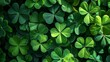 lucky shamrock four petal green symbol of St Patrick's day. Clover leaves background. 