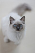 Ragdoll Katze / Cat  Blue Mitted - Indoor Portrait