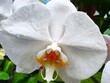 Phalaenopsis Amabilis, Orchidee, tropische Blume