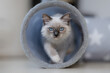 Ragdoll Katze Cat mit  wow wunderschönen Augen Innenportrait 