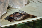 Fototapeta Sawanna - seal in the enclosure, zoo
