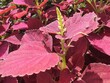 Buntnessel, Plectranthus Scutellarioides, exotische rote Brennnessel Pflanze im Garten