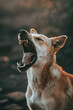 Growling Angry Dog Showing bared Teeth. Close-up of a snarling dog, copy space. Danger of street dog attack, aggression, rabies.